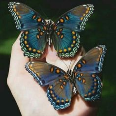 two butterflies sitting on top of each other in the palm of someone's hand