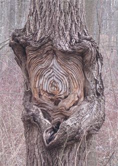 a tree that has been carved to look like a face in the bark of a tree