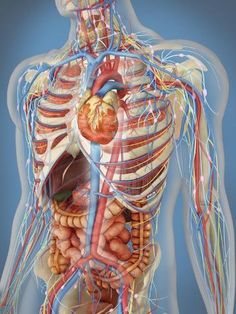 an image of the human body's circulator system