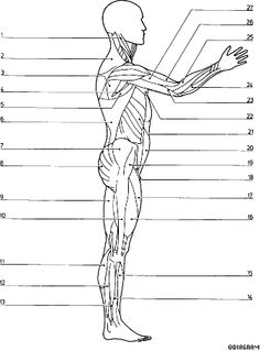 Blank Muscle Diagram to Label | SCHOOL STUDY | Pinterest | Diagram ...