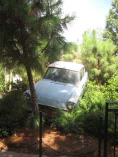 an old white car is parked in the bushes near a pine tree and some shrubbery