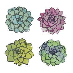 four different colored succulents are shown in this drawing, one is green and the other is pink