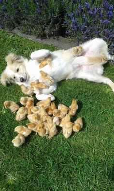 a white dog laying on top of a pile of stuffed animals in the green grass