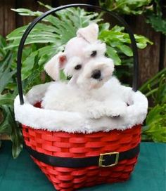 two small white dogs sitting in a red and black basket on top of a table