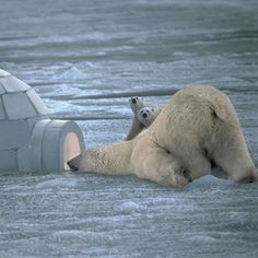 a polar bear laying on its back in the water with an igloose behind it