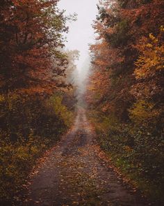 a dirt road surrounded by trees with leaves on the ground and fog in the air