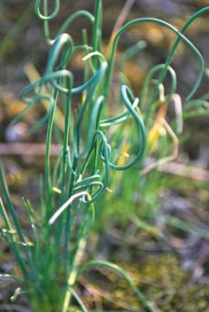 some very pretty green plants in the grass