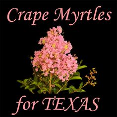 a pink flower with the words crape myttles for texas