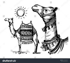 two camels are standing next to each other and one is looking at the sun