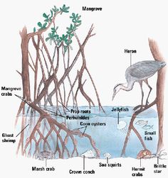 an image of a bird in the water with its parts labelled on it's side