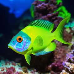 a yellow and blue fish in an aquarium looking at the camera with its eyes wide open