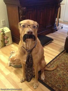 a dog wearing glasses and a tie sitting on the floor in front of a fireplace