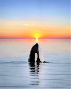 the tail of a whale is sticking out of the water as the sun sets in the background