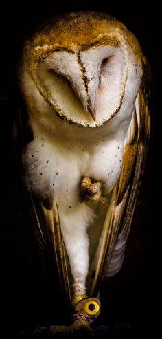 an owl is sitting in the dark with its eyes closed