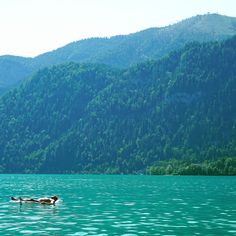 a person floating on top of a body of water in the middle of a forest