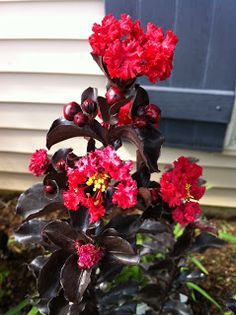 red and black flowers in front of a house