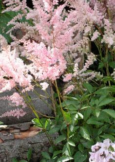 pink flowers are blooming in the garden next to a rock wall and stone steps