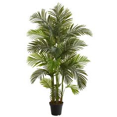 a potted palm tree in a black planter