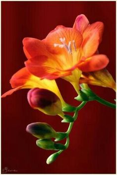 an orange and yellow flower on a red background