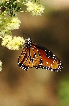 a monarch butterfly resting on a flower