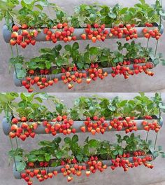 two rows of strawberries growing in an outdoor planter