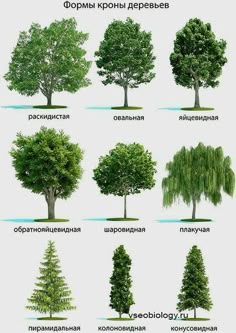 the different types of trees in russian