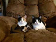 two cats sitting on top of a brown couch