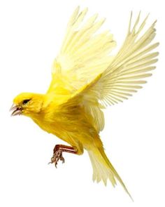 a yellow bird is flying in the sky