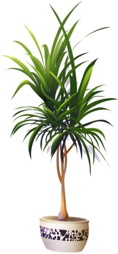 a potted plant is shown on a white background