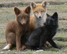 three foxes sitting next to each other on the ground in front of a wire fence