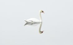 a white swan floating on top of a body of water