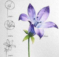 a watercolor drawing of a purple flower with four stages to grow it's petals