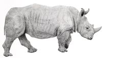 a drawing of a rhinoceros standing in the air