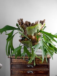 a bunch of green plants sitting on top of a wooden table