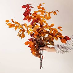 Copper Beech - Holistic Habitat Copper Beech Foliage, Fall Leaves Bouquet, Copper Beach, Cozy Core, Copper Beech, Globe Amaranth, Dried Bouquet, Wedding Fall, Dried Floral