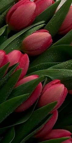 red tulips with water droplets on them