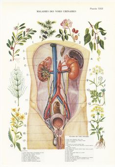 diagram of the human body and its organs