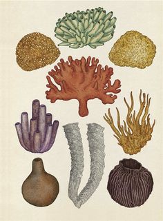 an image of seaweed and corals drawn in colored pencil on white sheet paper