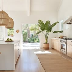 an open kitchen with wooden floors and white walls, has a large potted plant in the center