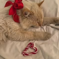 a cat laying on top of a bed next to a candy cane and a red bow