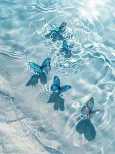 three blue butterflies floating in the water