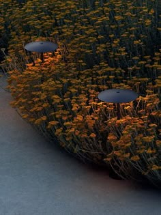 three lights are placed in the middle of a field of flowers