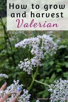 someone holding flowers in their hands with the words how to grow and harvest harvest valerian