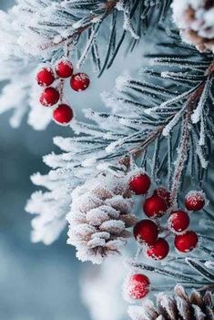 snow covered pine cones and berries are hanging from the branches