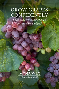 grapes growing on the vine with green leaves and text that reads grow grapes confidently 5 easy steps for growing grapes in your own backyard