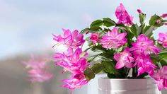 a white vase filled with pink flowers on top of a window sill