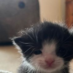 a black and white kitten sitting on the floor