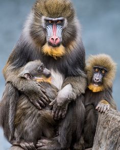 an adult and baby monkey sitting on top of a wooden post with their mouths open