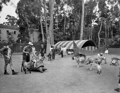 an old black and white photo shows people walking around with animals in front of them