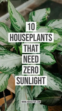 houseplants that need zero sunlight